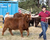 Malton Show 2025