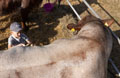 Malton Show 2025