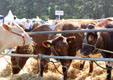 Malton Show 2025