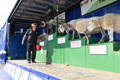 Malton Show 2025