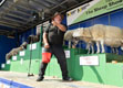 Malton Show 2025