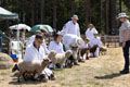 Malton Show 2025