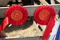 Malton Show 2025