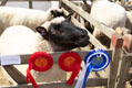 Malton Show 2025