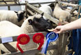 Malton Show 2025