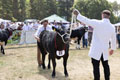 Malton Show 2025