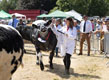 Malton Show 2025