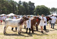 Malton Show 2025