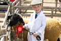 Malton Show 2025