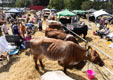 Malton Show 2025