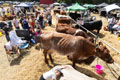 Malton Show 2025