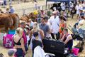 Malton Show 2025