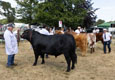 Malton Show 2025