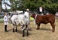 Malton Show 2025