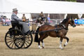 Malton Show 2025