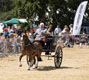 Malton Show 2025
