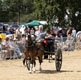 Malton Show 2025