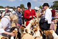 Malton Show 2025