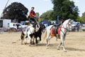 Malton Show 2025