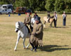 Malton Show 2025