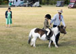 Malton Show 2025